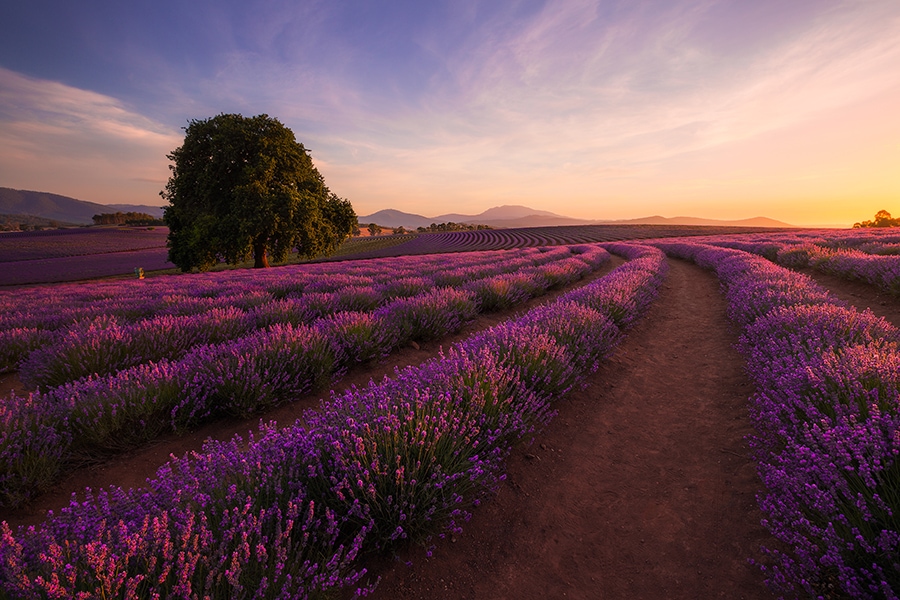 例年12～1月にかけて一斉に花開くラベンダー畑が圧巻。photo:Tourism Australia