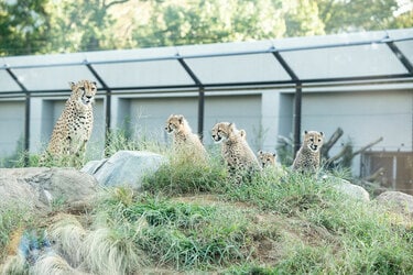 千葉市動物公園で展示スタート！ 六つ子のチビチーターに会ってきた | 可愛さと癒やしが盛りだくさん突撃！ モフモフ動物園 | 写真 | 1枚目