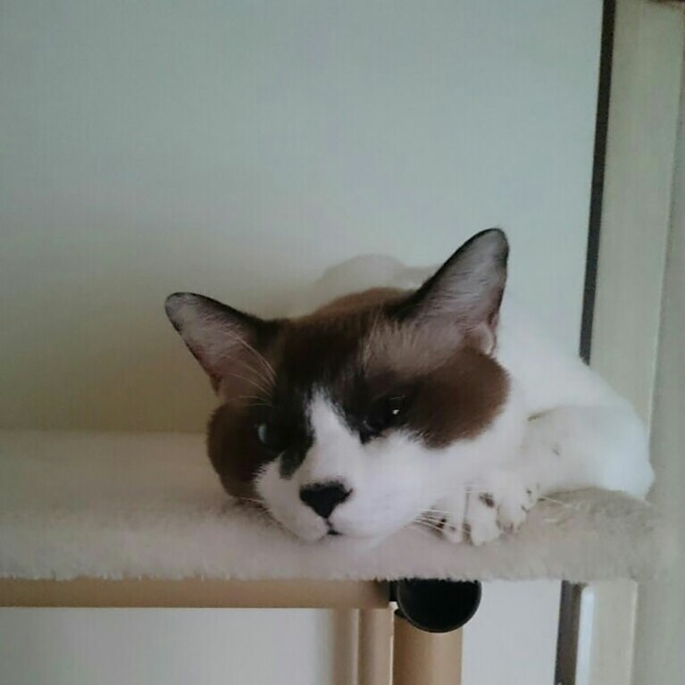 ミルク ♂ 10歳。甘えん坊で優しい性格です♡