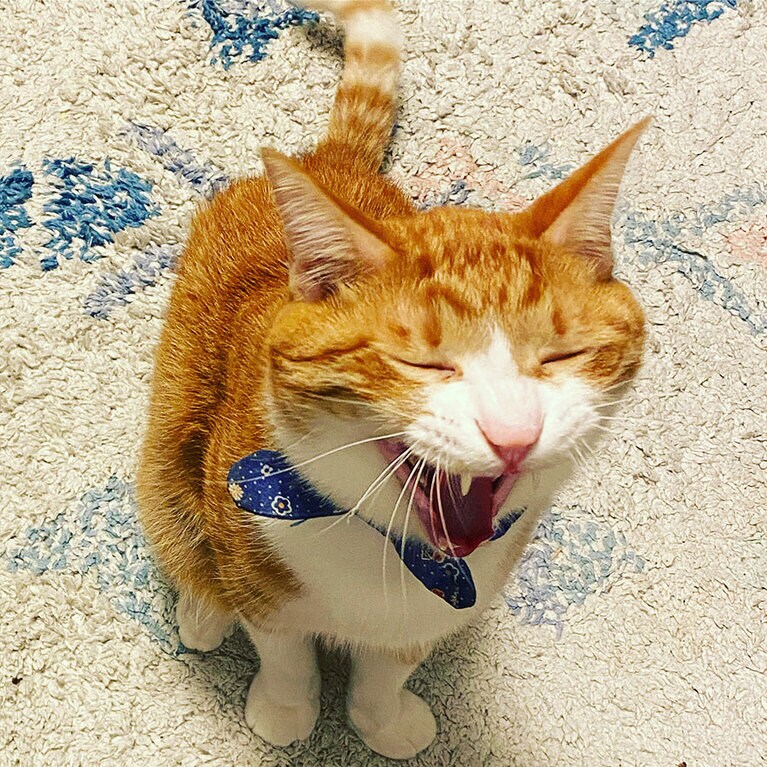 八兵衛 オス 5歳。のんきな子（英さん）。