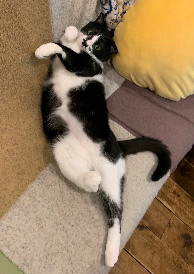 たび ♀ 3歳。「月にかわっておしおきよ！」ソファーを独り占めして飼い主を牽制するセーニャームーン（nabeさん）