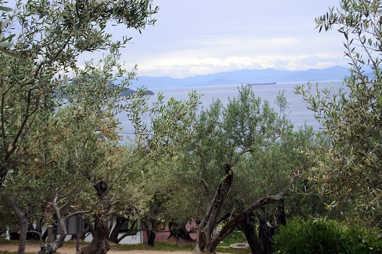 瀬戸内海を向こうに望むオリーブ畑。そもそもはイワシなどのオイル漬けを作るために、オリーブオイルを自給するのが政府の狙いだったとか。