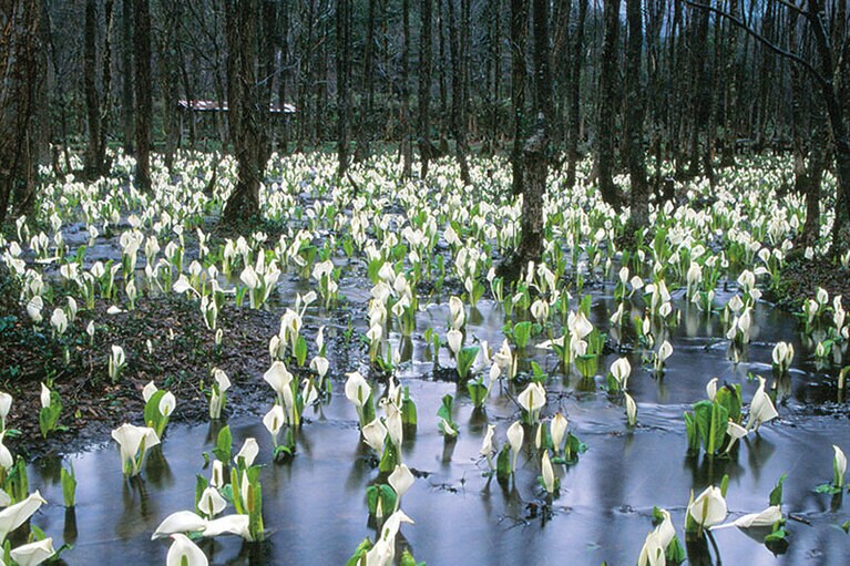 刺巻湿原ミズバショウ群生地。秋田県観光連盟