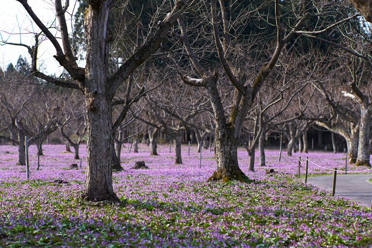 かたくり群生の郷／秋田県
