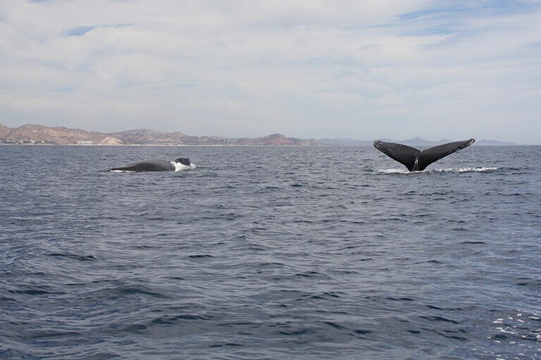 春頃に2頭一緒に見えるときはたいてい親子。ときどきジャンプに失敗する様子も微笑ましい。