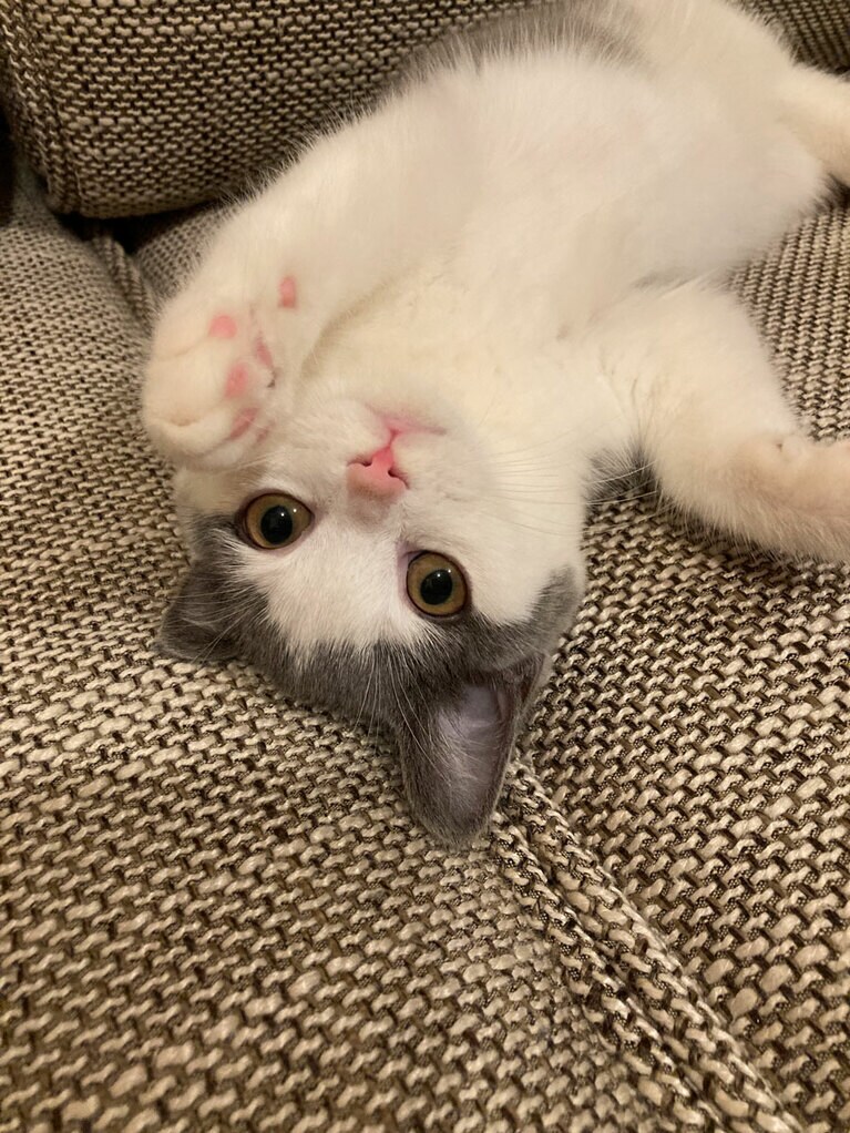 ぽんしー ♀ 0歳3カ月。散々暴れ回った後、急に電池が切れるのか動かなくなります。オンオフの切り替えが絶妙なぽんちゃんです（めるたんさん）