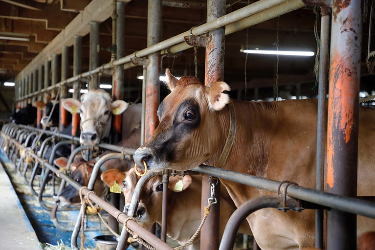 牧場にはブラウンスイス牛、ジャージー牛、ホルスタイン牛がいる。