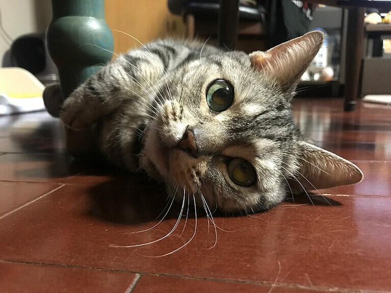 さくら ♀ 16歳。奇跡の16歳。誰もがその瞳に吸い込まれていってしまう。