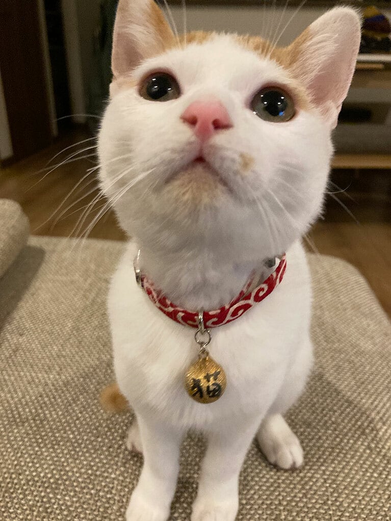 マイキー ♂ 1歳。ずーっとずっと大好き❤️