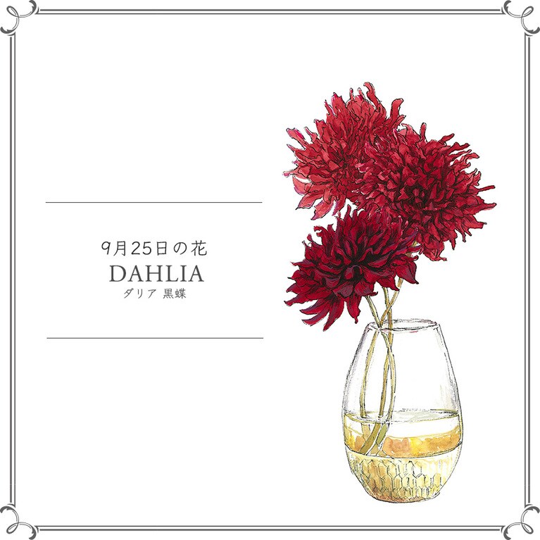 9月25日の花「ダリア 黒蝶」