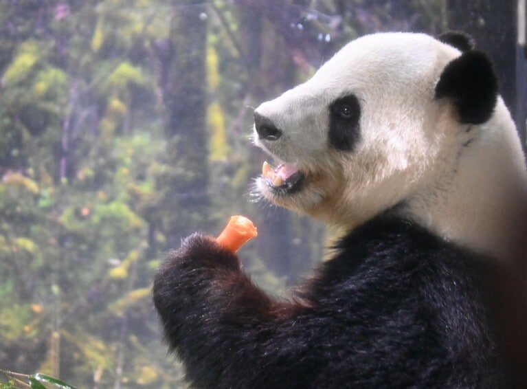 上野動物園でニンジンを食べるシャオシャオ（2025年12月9日、筆者撮影）