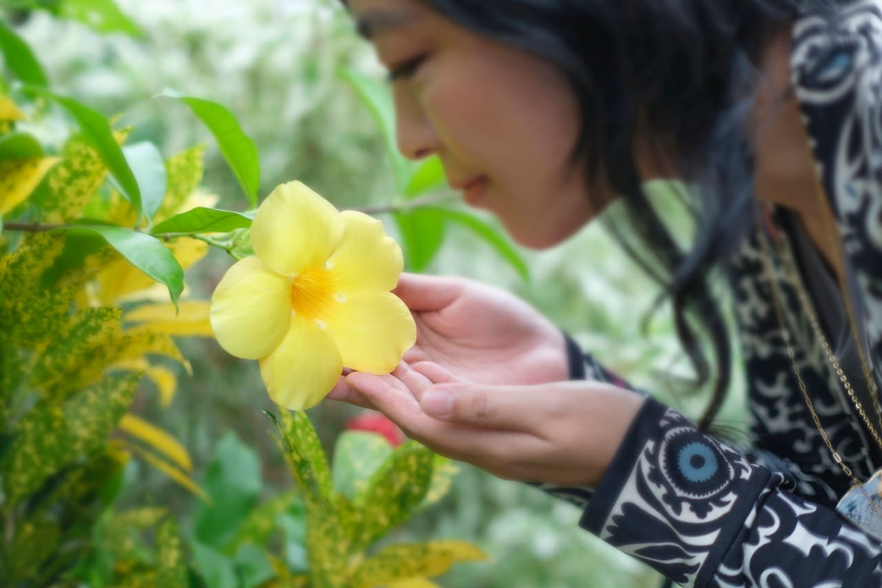 ハイビスカスに似たこの花は「アラマンダ」。沖縄では広く栽培されている。