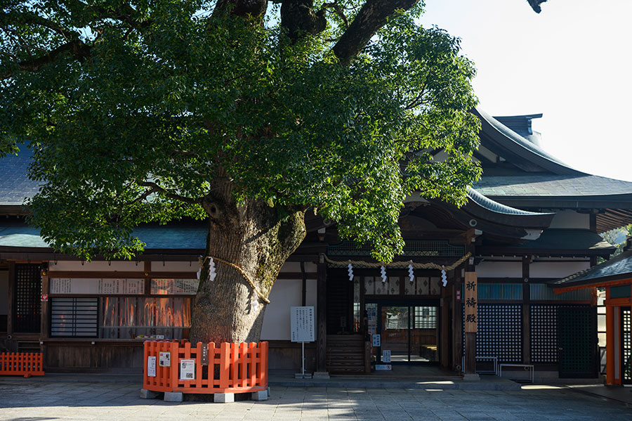 パワースポットのご神木。樹齢800年ほどだという。