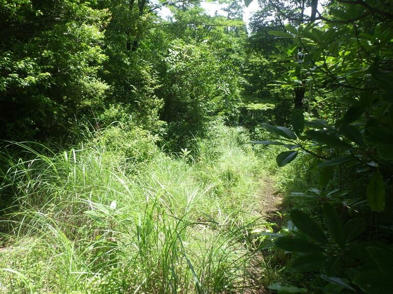 散々探したが野湯は見つからない