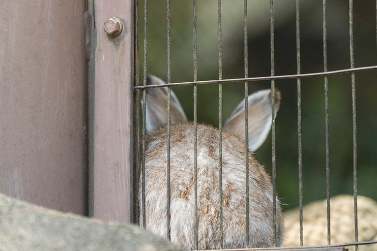 トウホクノウサギ。後ろ姿しか見せてくれませんでした。トウホクノウサギという名前ですが東北地方だけに棲むのではなく、東北から山口県あたりまでの日本海側に生息しています。体毛は夏に向けて茶褐色になり、冬は真っ白に変わります。