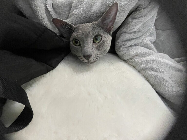 けんぴん ♀ 1歳。こたつに混ざってきますが、クールダウンがてら引っ張りだした瞬間の1枚です 我が家の二代目ロシアンブルー、甘えん坊ではありますが、抜群の身体能力でサッカー遊び中にも飛んできます。