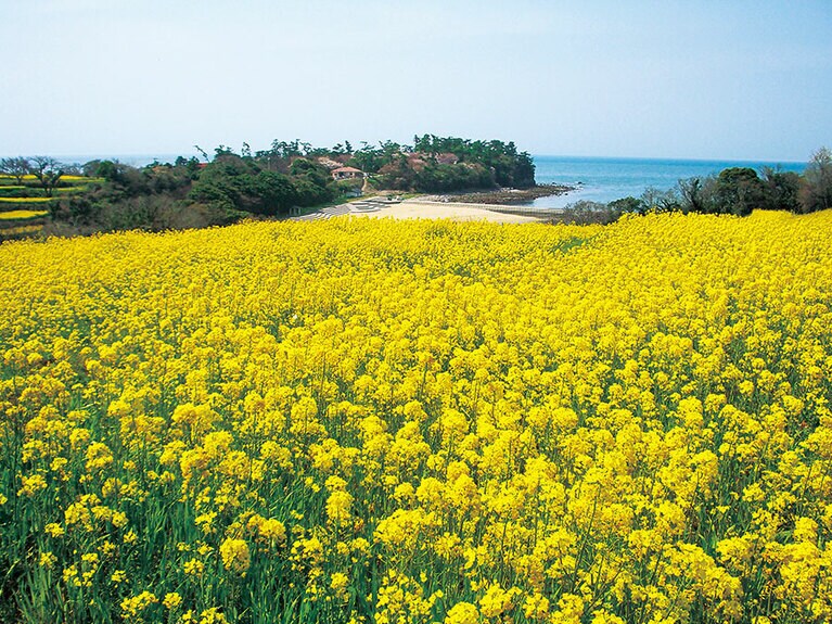花とアートの岬 長崎鼻。