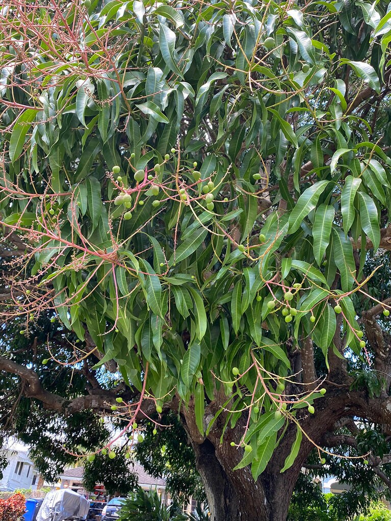 ふと見上げると、小指サイズのベイビーマンゴーが鈴なりに。