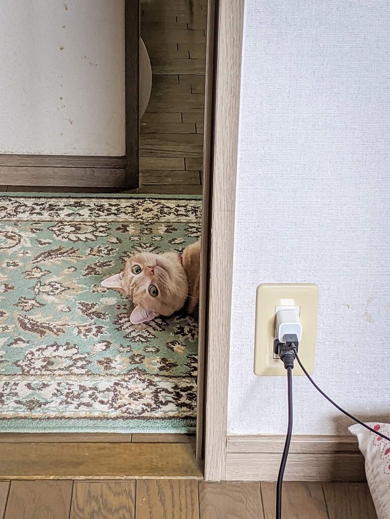 チャイ ♂ 1歳。ふと気づくと、こちらを見てニヤリ。思わずカメラを向けました。