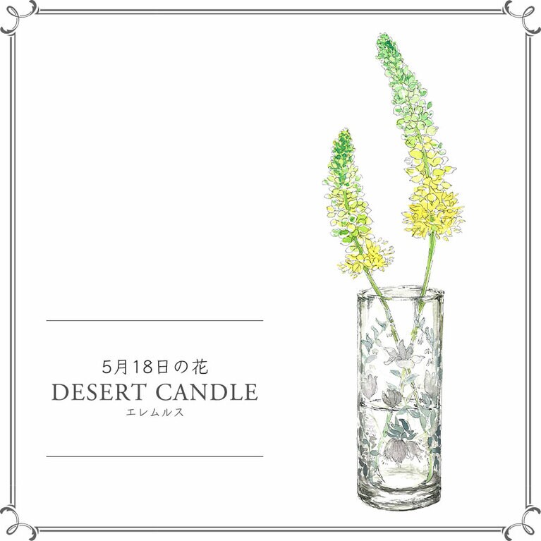 5月18日の花「エレムルス」