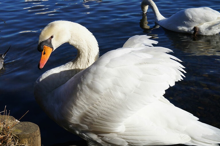 千波湖の白鳥。