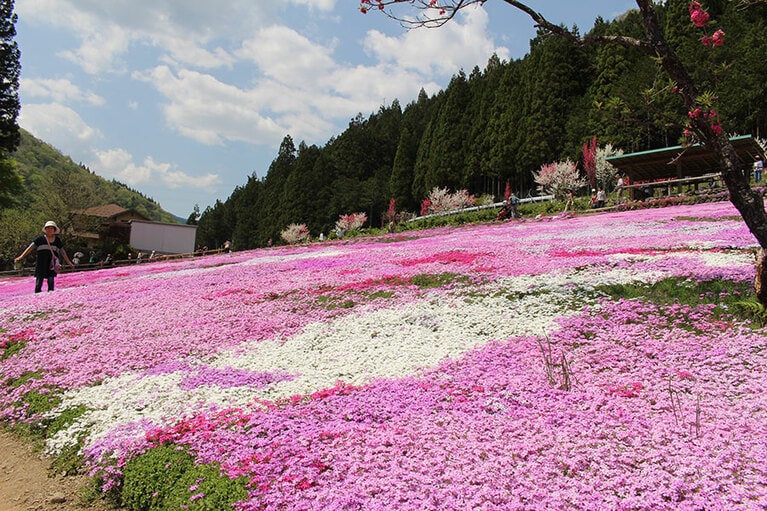 國田家の芝桜／岐阜県