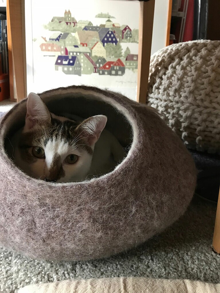 あん ♂ 5歳。もう少し小さい時の写真です。今はこのベッドには入れないくらい大きくなってしまいました。寒がりで怖がりですぐに隠れてしまうあんのお気に入りのベッドは今は入れないのでぺちゃんこになってしまっています。