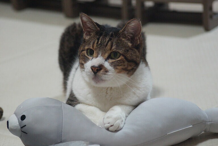 みやお ♂ 17歳。慢性腎不全ステージ4になり食欲も落ち何とか頑張って過ごす毎日…。お気に入りのアザラシのぬいぐるみさんと仲良く過ごす日常のひとコマです。