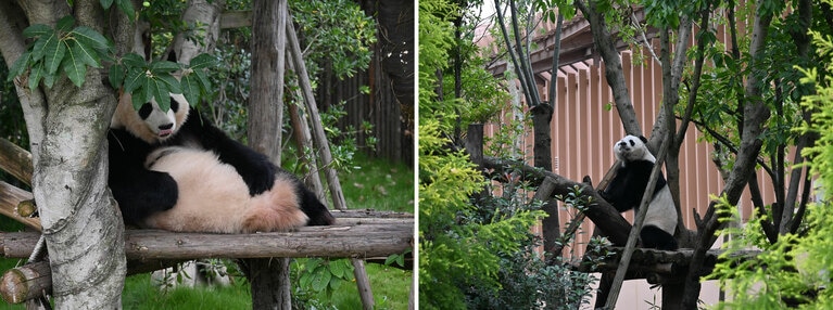 桜浜（左）と桃浜。「望月館」に移る前の「雲日館」で。2023年10月16日。