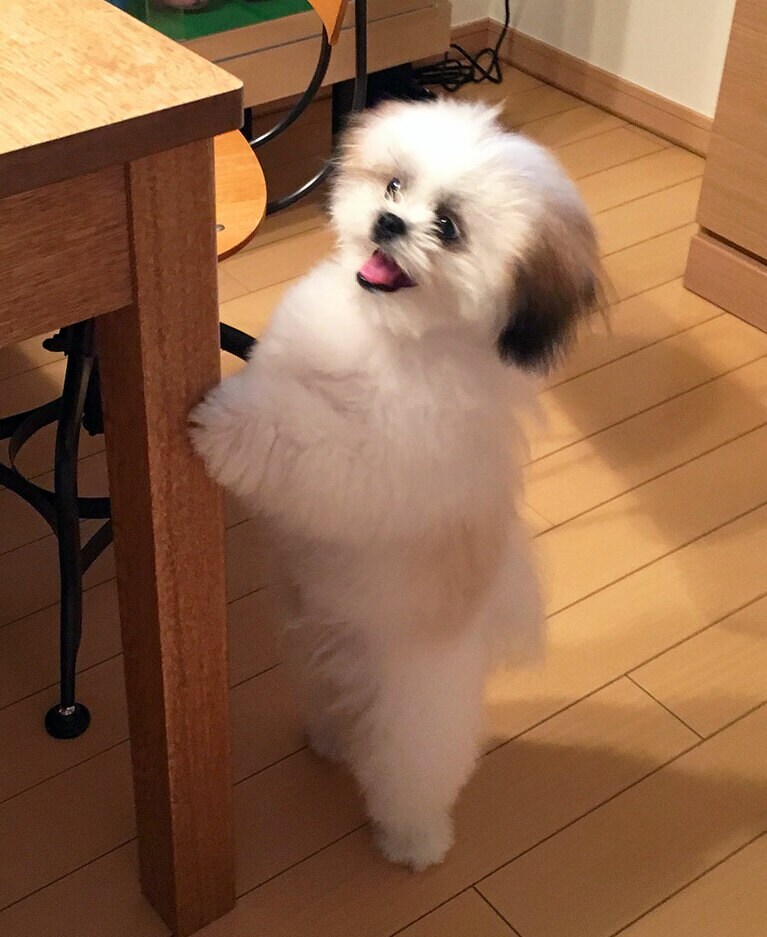 直立犬人あらわる!? 