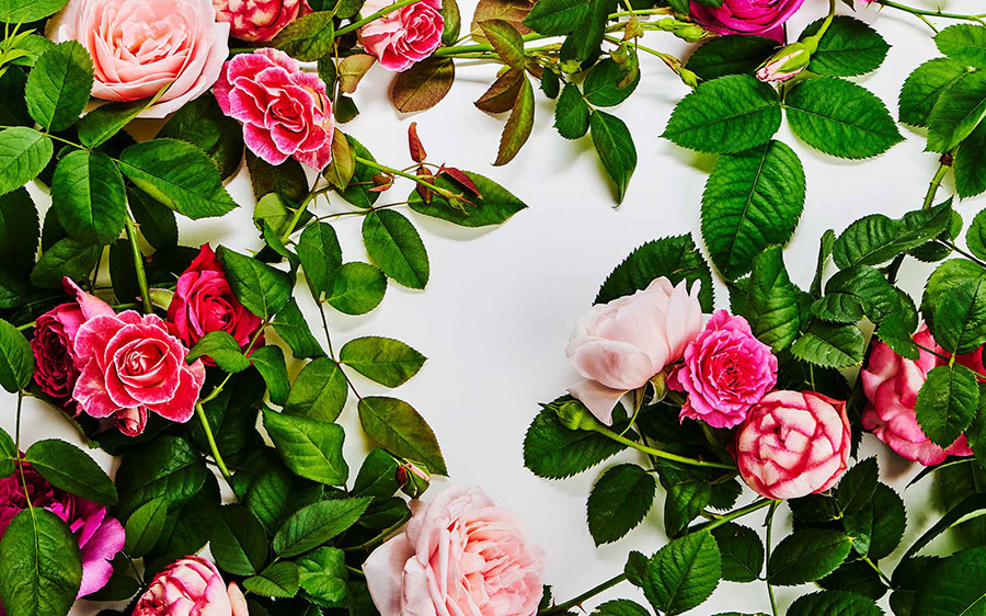 東 信氏によるピエール・エルメ・パリを代表する＜イスパハン＞のアレンジメントは、バラの花々に囲まれた夢幻の庭園を思わせる。写真の撮影は気鋭のボタニカル・フォトグラファー椎木俊介氏によるもの。