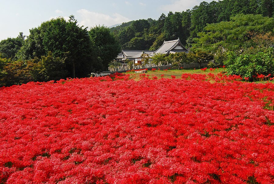 奈良県 21年版 秋の絶景 風物詩5選 コスモスと大和三山のコラボ美景 いつか行きたい 日本にしかない風景 再発見 写真 5枚目