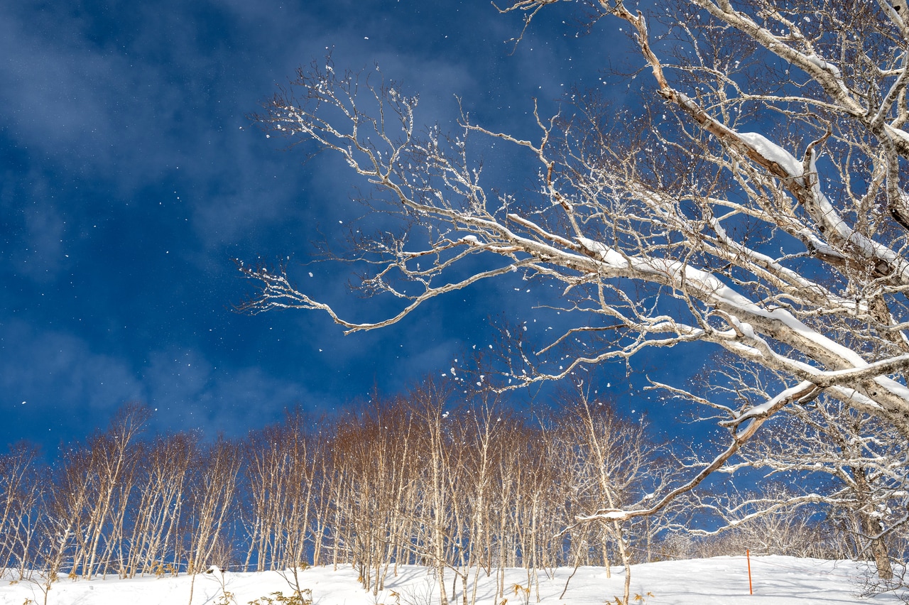 時折吹く風に雪が舞い、キラキラと輝く。