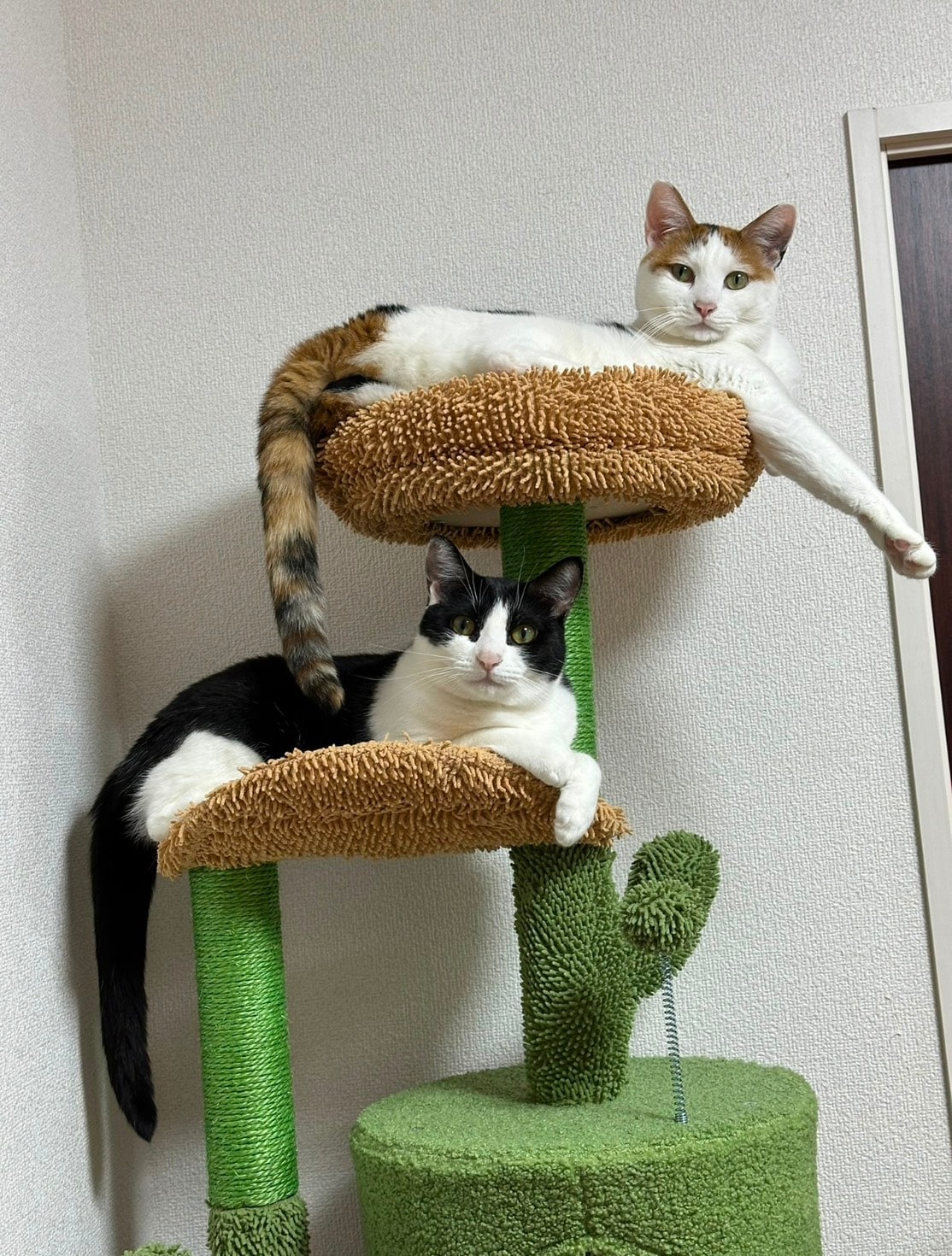 秋山さんの愛猫・キキちゃん（三毛）、ググちゃん（白黒）。