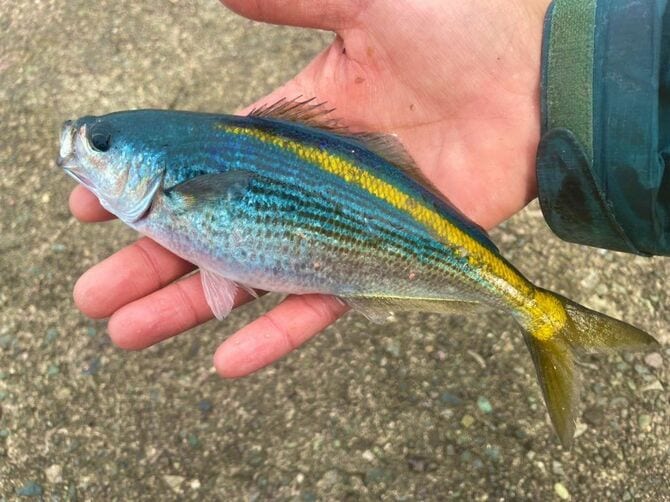 タカベは小型魚の部類だが脂が乗って美味い