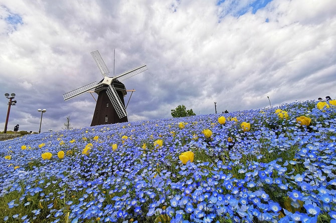 花畑 2ページ目)童話みたいなネモフィラ花畑8選 | 今こそ行きたい！ 「日本