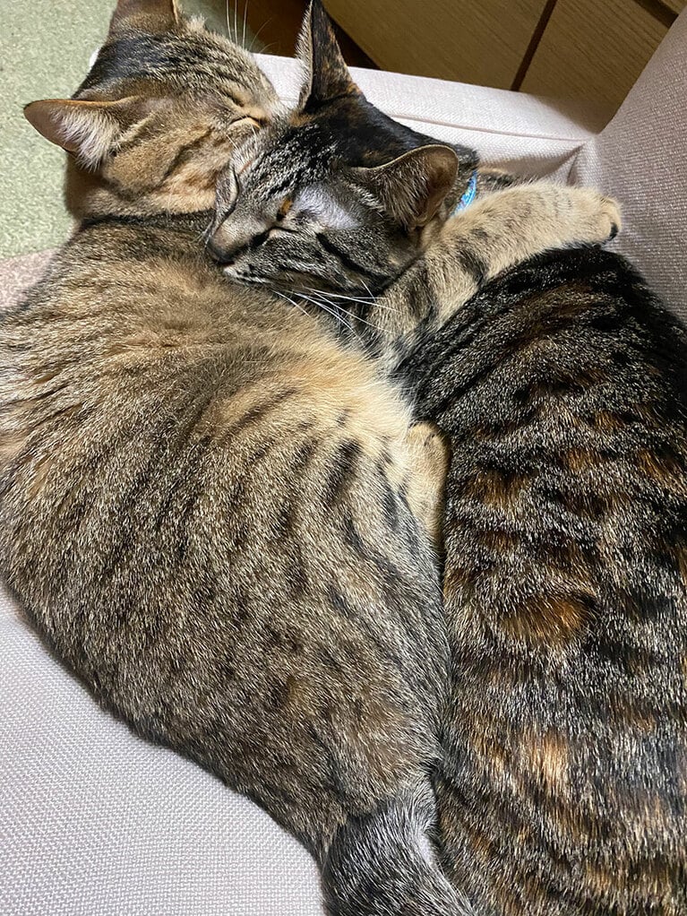 あんず＆こむぎ ♀ 1歳。