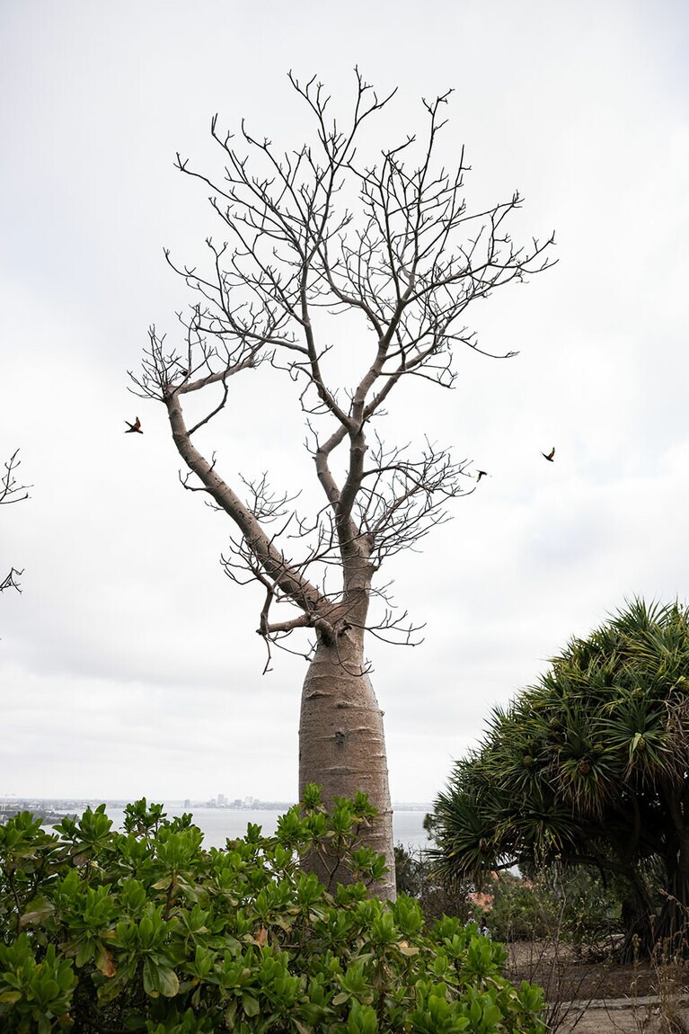 キングスパーク。