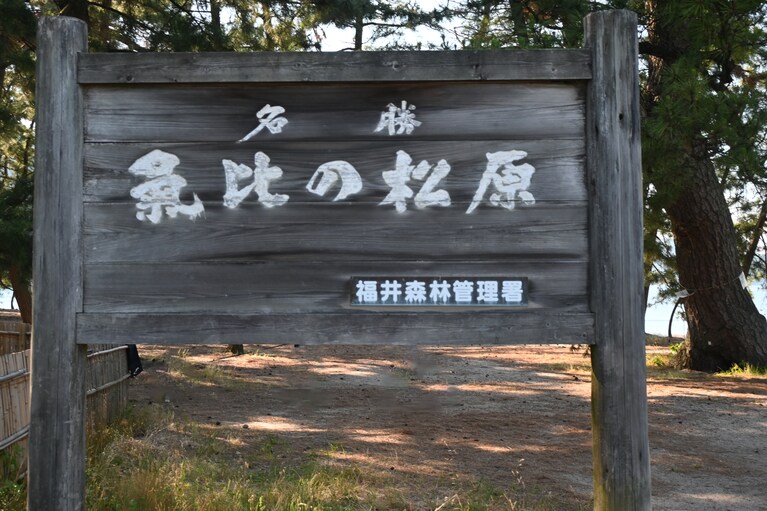 気比の松原の広さは32ヘクタール。明治中期は76ヘクタールあったものの、学校建設や道路敷設などにより、今の広さに。