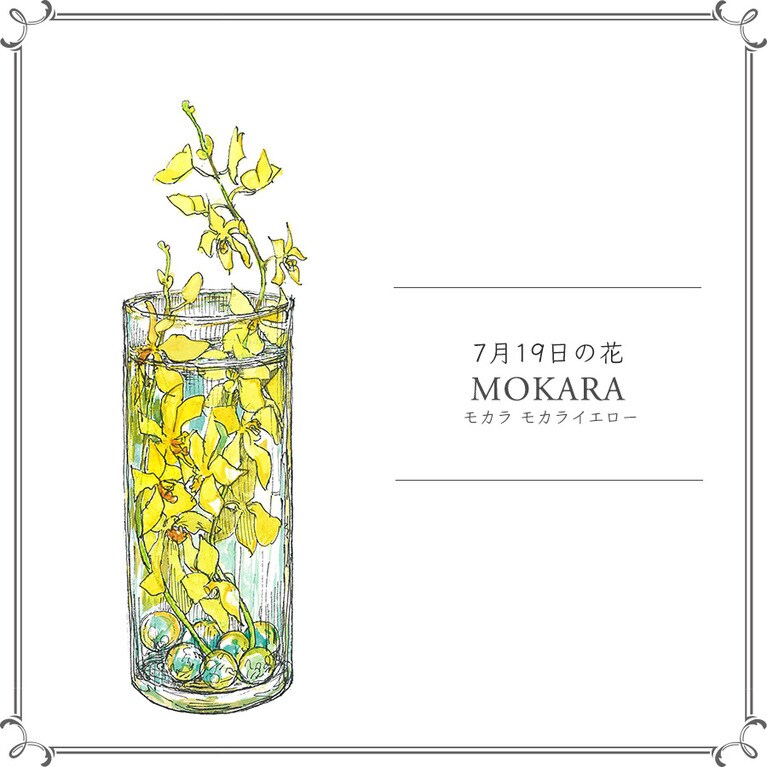 7月19日の花「モカラ モカライエロー」