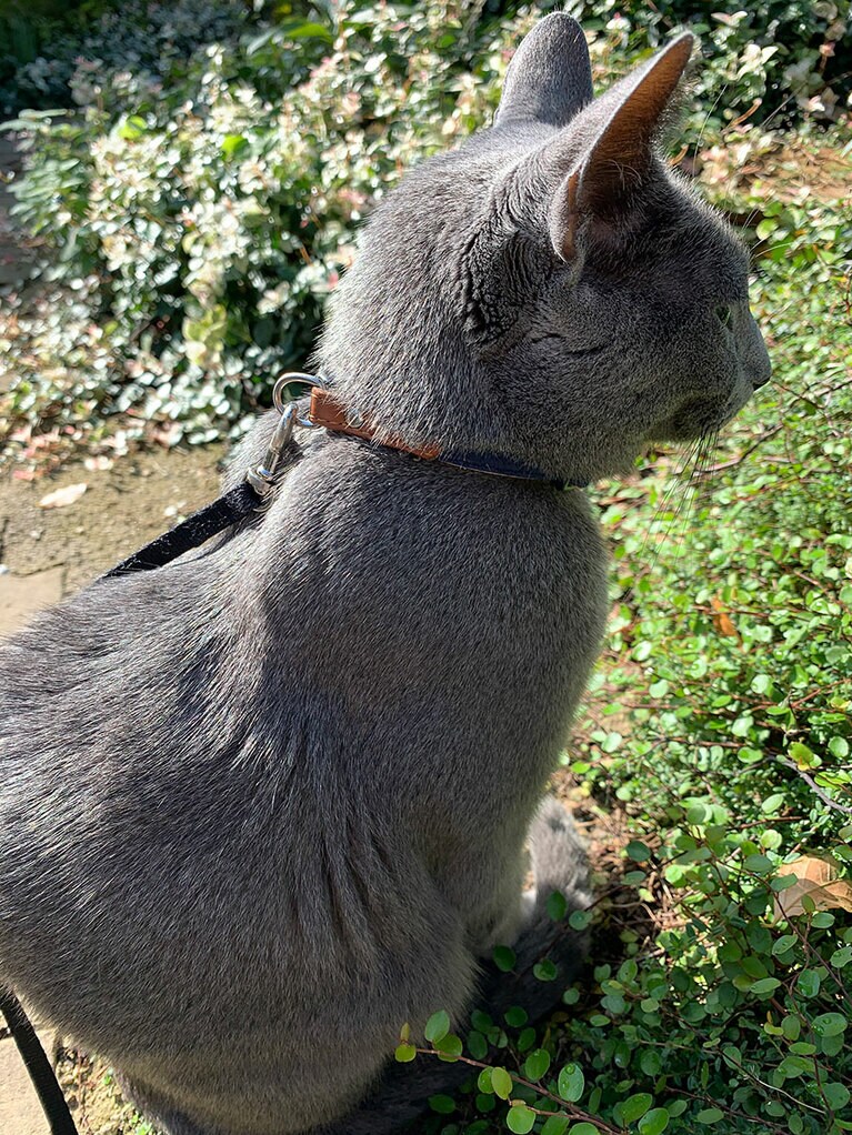 ぶー オス 14歳。毎日のルーティン！ リードをつけてお散歩タイム！（keiさん）。