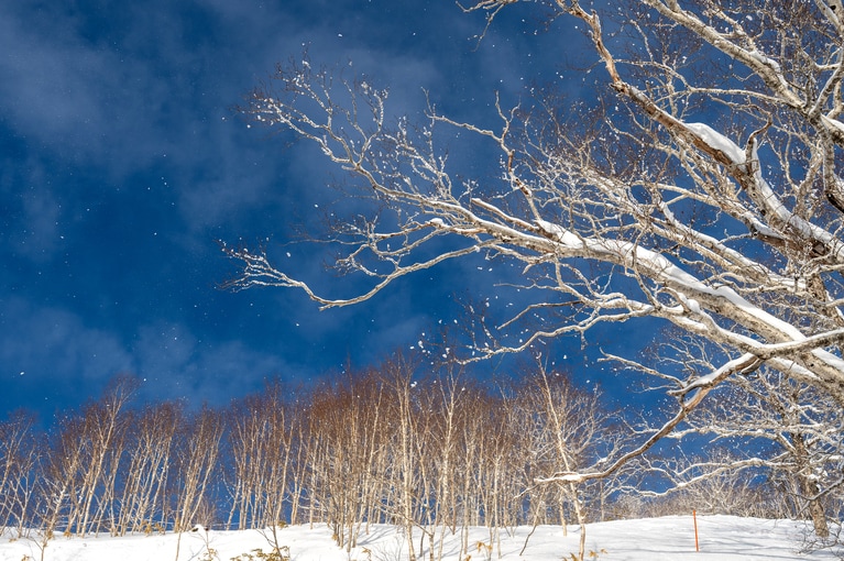 時折吹く風に雪が舞い、キラキラと輝く。