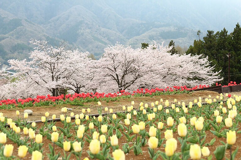 富士川クラフトパーク内の大花壇。