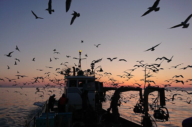 こんなにたくさんのカモメに囲まれるのも生まれて初めて。
