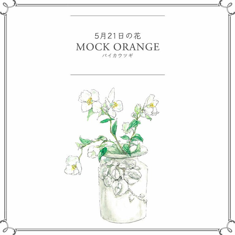 5月21日の花「バイカウツギ」