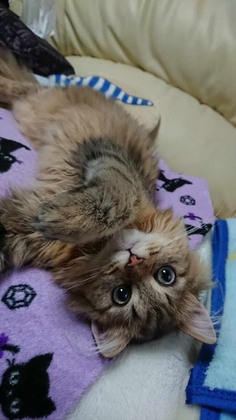 蘭丸 ♂ 0歳。ほぉ～ら　いたずらっ子の　お顔でしょ(=^・^=)