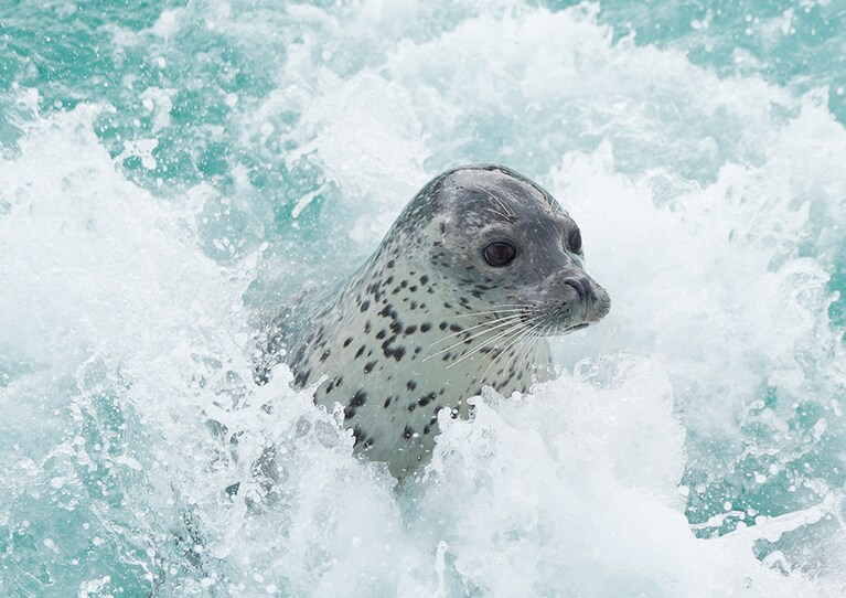 日本のアザラシ保護施設「オホーツクとっかりセンター」のアザラシ。