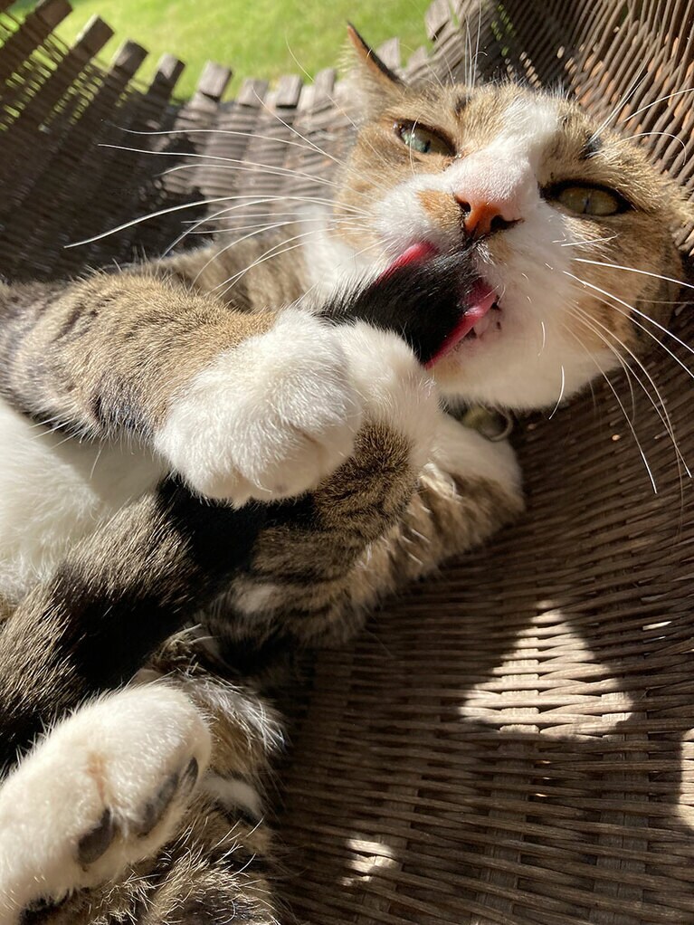 あずき ♀ 8歳。お外のお気に入りの籠の中で全身舐め舐め中。