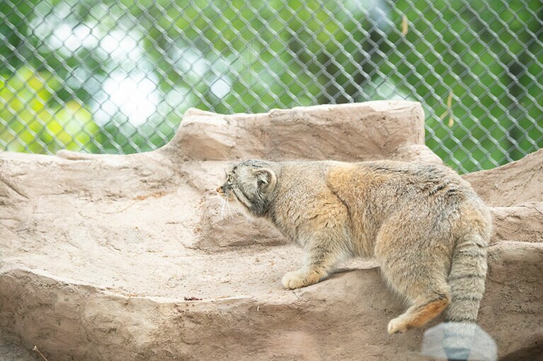 埼玉県こども動物自然公園のマヌルネコ。