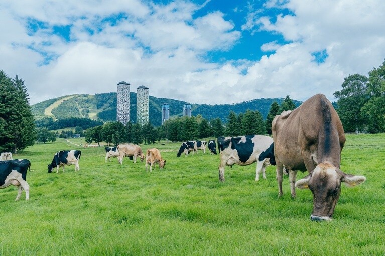 ファームエリアでは現在約35頭の牛を放牧。リゾート内では牛乳や手作りチーズを味わえます。